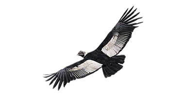 Cóndor volando