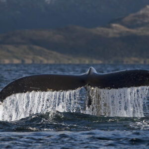 Cauda de baleia no Estreito de Magalhães