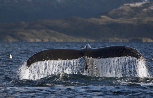 Cola de ballena en el Estrecho de Magallanes