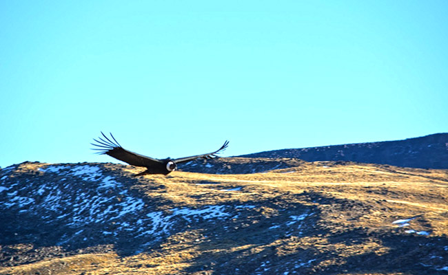 Flight of the Condor in Sierra Baguales