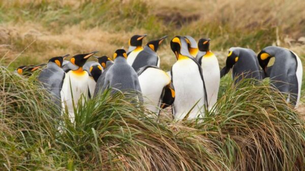 Group of king penguins in Tierra del Fuego