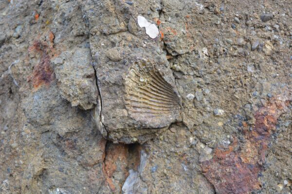 Fósil marino en Sierra Baguales