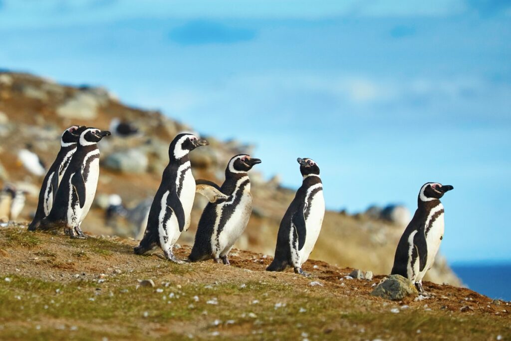 Colonia de Pingüinos Magallanicos isla Magdalena