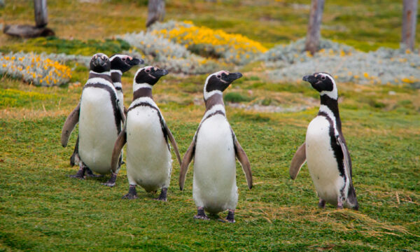Pinguinos de magallanes