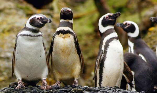 Pinguinos de Magallanes