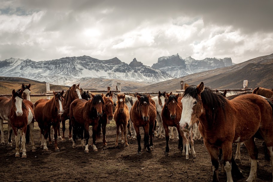 Tropa de caballos