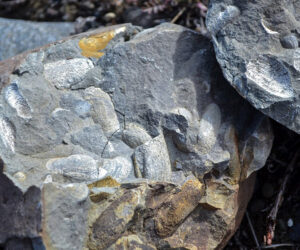 Roca con fósiles