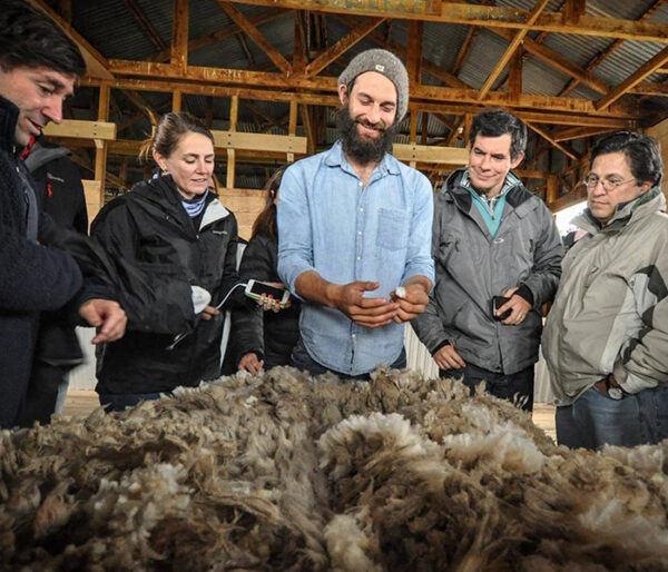 Demostración esquila de una oveja en una Estancia