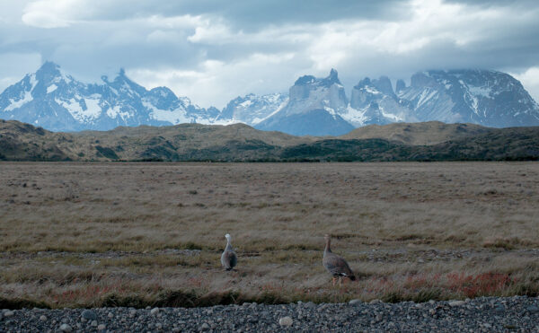 View of the pampa and the Torres del Paine Mountain Range