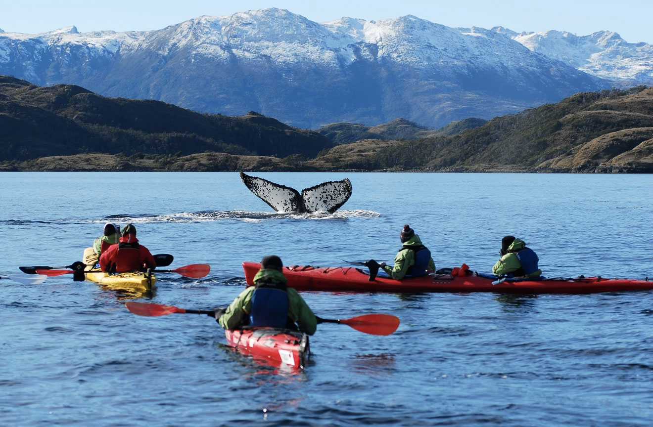 Kayak con ballenas en Punta Arenas