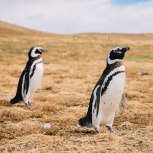 Pinguinos en Isla Magdalena