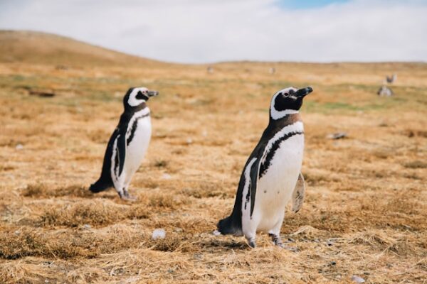 Pinguinos en Isla Magdalena