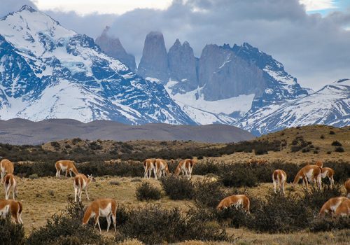 Guanacos en la pampa y vista a las Torres del Paine