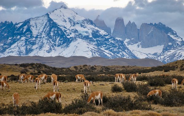 Vista de la Cordillera Torres del Paine y pampa con guanacos